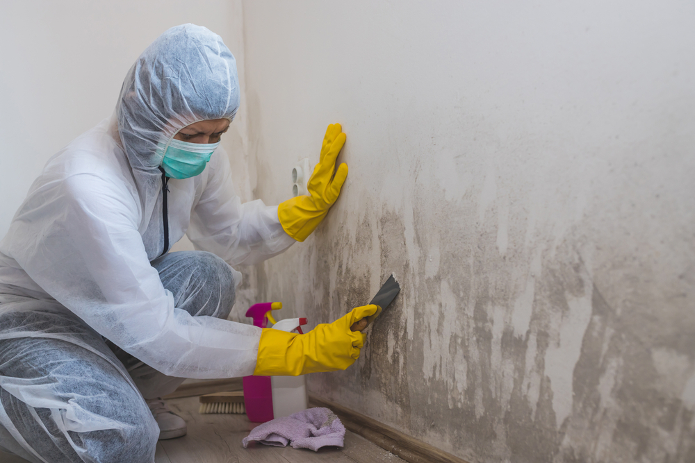 Expert Mold Remediation in Union