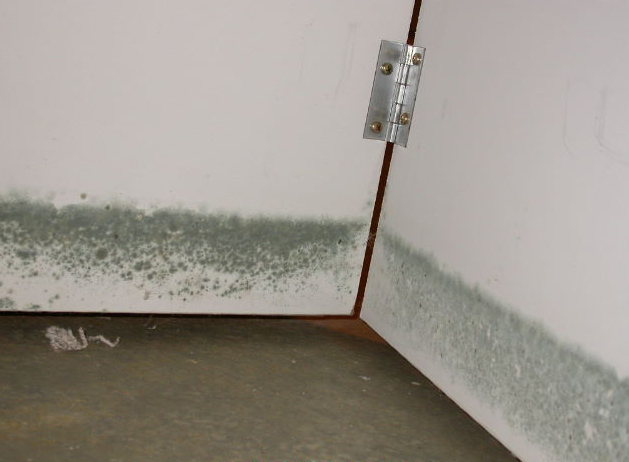 Mold Infestation