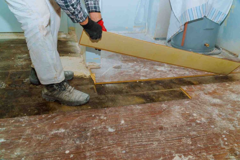 Expert Mold Remediation in Union